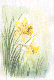 Narcissen